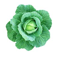 Cabbage