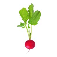 Radishes